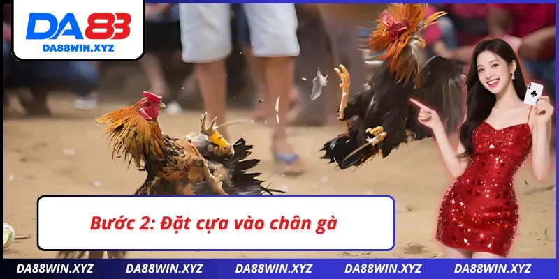 Đặt cựa vào đúng vị trí của chân gà