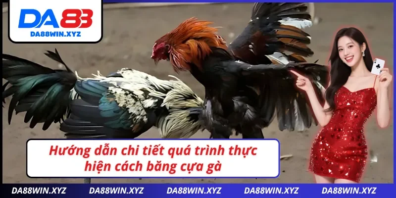 Hướng dẫn quy trình thực hiện cách băng cựa gà