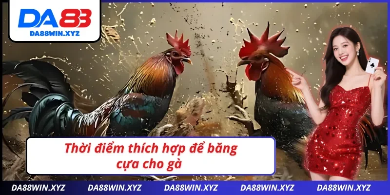 Thời điểm thích hợp để băng cựa gà