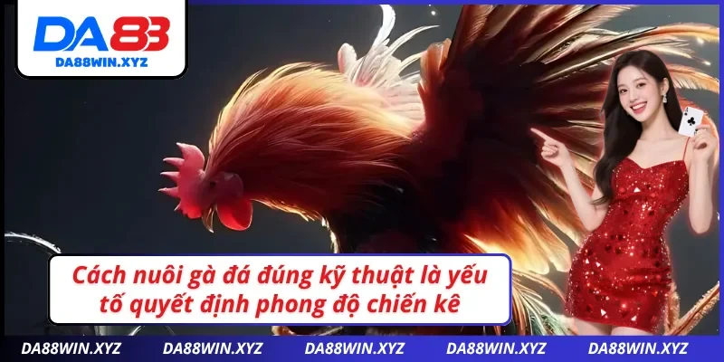 Nuôi gà đá đúng kỹ thuật