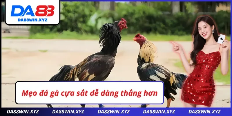 Cách đá gà cựa sắt DA88 dễ dàng chiến thắng