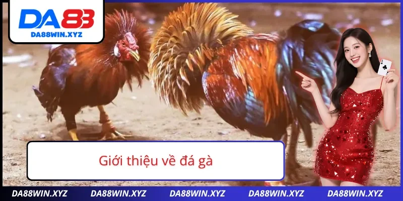 Sơ lược về đá gà Da88 đang hot