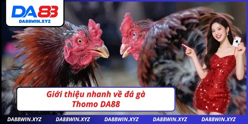 Thông tin nhanh đá gà Thomo DA88